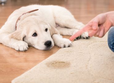 Химчистка ковров на дому, либо с вывозом в цех